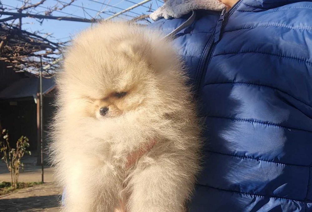 Страхотно момченце померан с родословие FCI