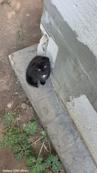 Шотландский Котенок