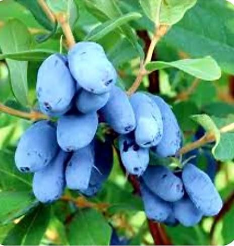 Жимлость Усимликлари, 1 ва 2 йиллик кучатлар