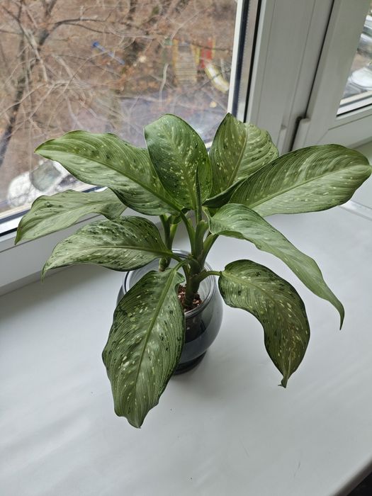 Диффенбахия в кашпо