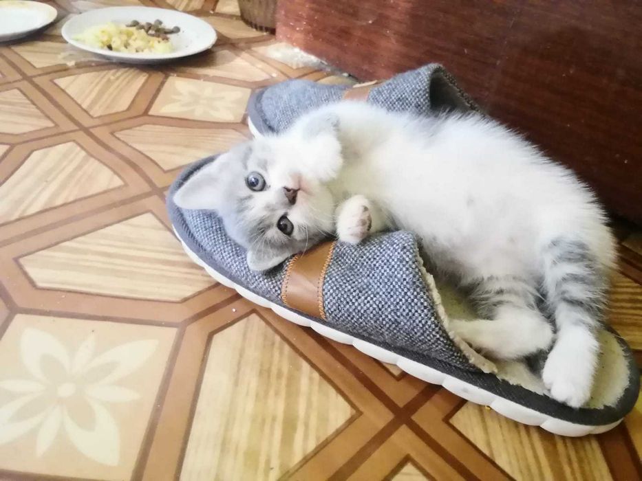 Отдам котят бесплатно