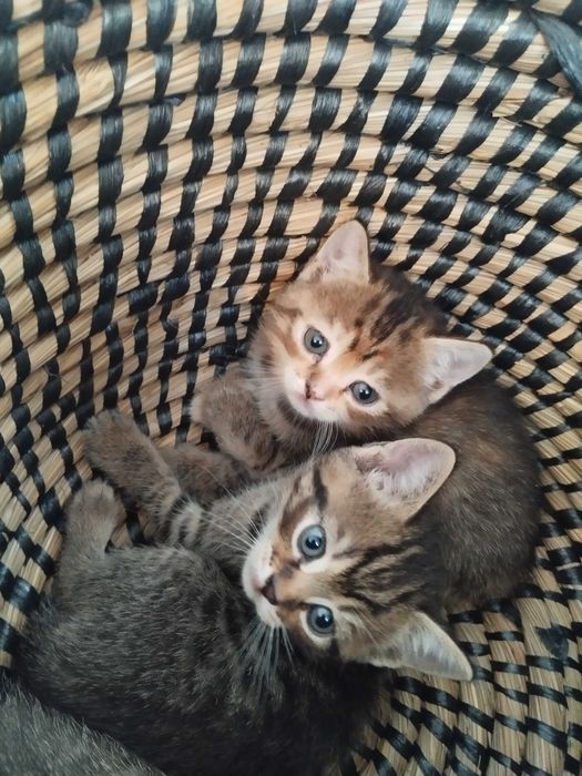 Таби британски котенца и тъмен шоколад