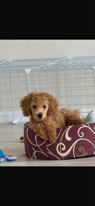 Той пудель продам девочку с документами