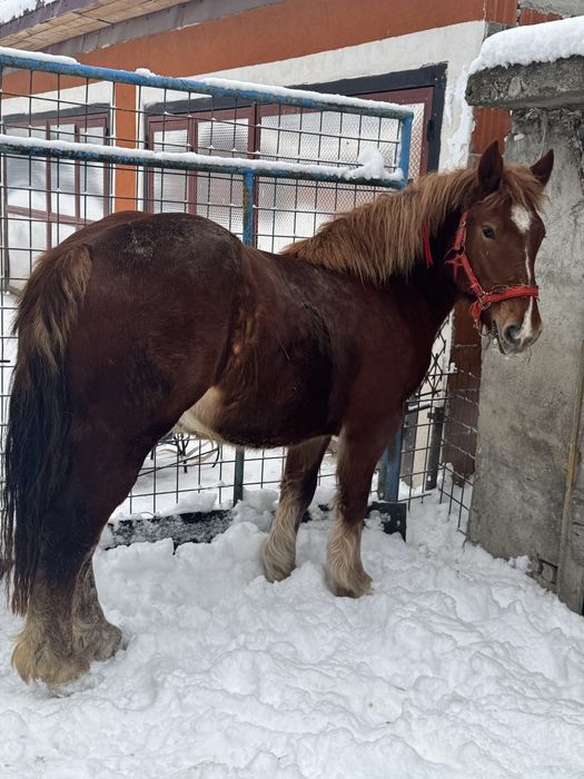 Vand manza de un an jumate