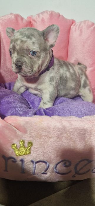 Bulldog Francez Lilac Merle
