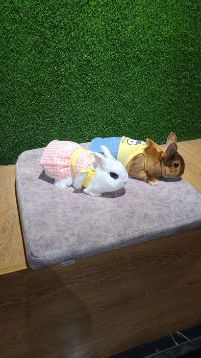 Karlik miti quyon bolari sotiladi