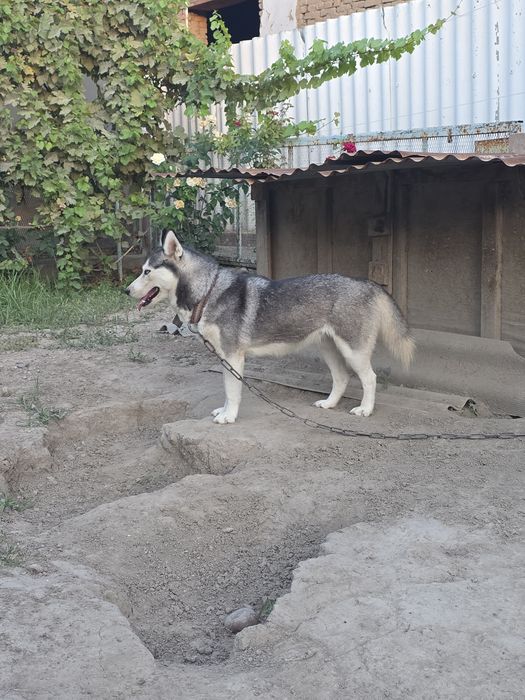 Срочно продаю Хаски