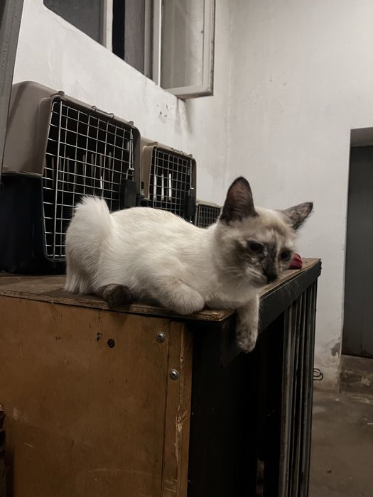 Отдам котят в хорошие руки