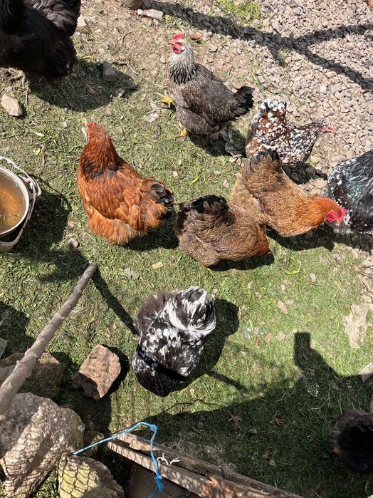 кокошки оргпингтон катунски (яйца)