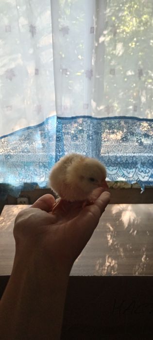 Продам цыплят легорн+брамма