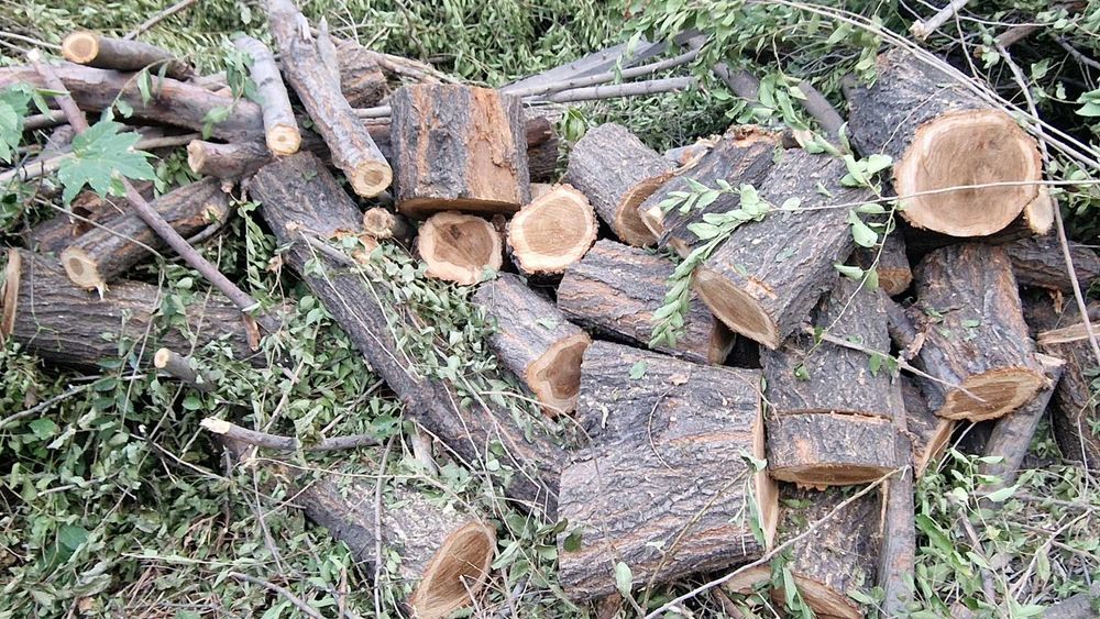 Дрова пиленый карагач