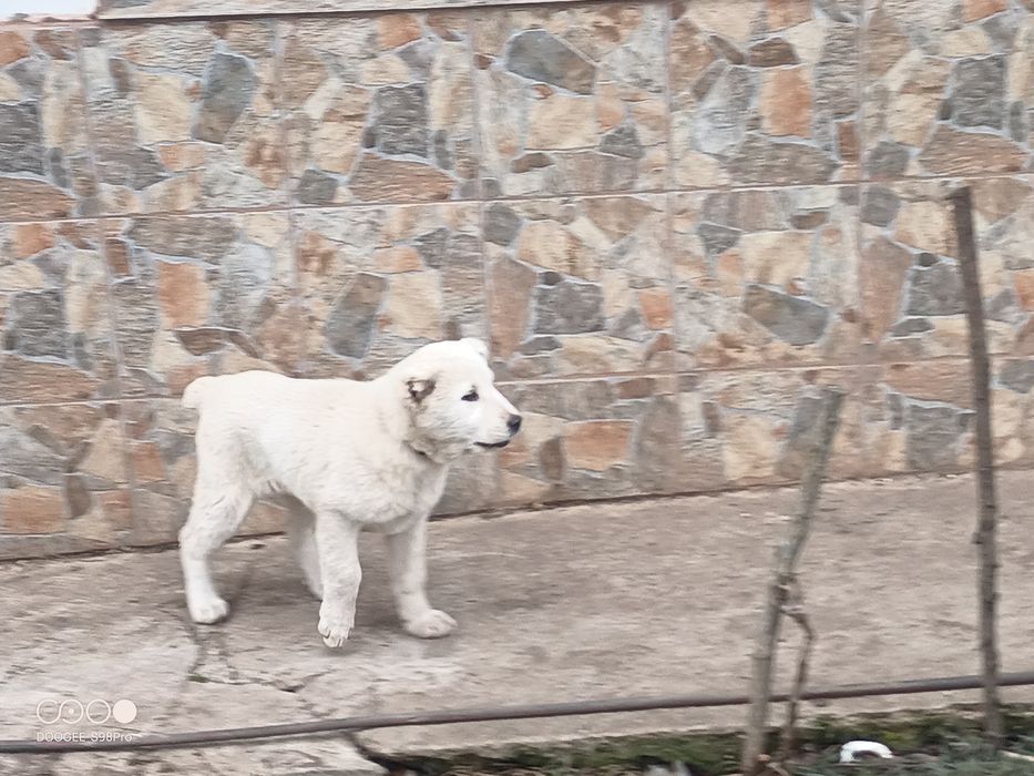 САО Алабайчета, чистокръвни