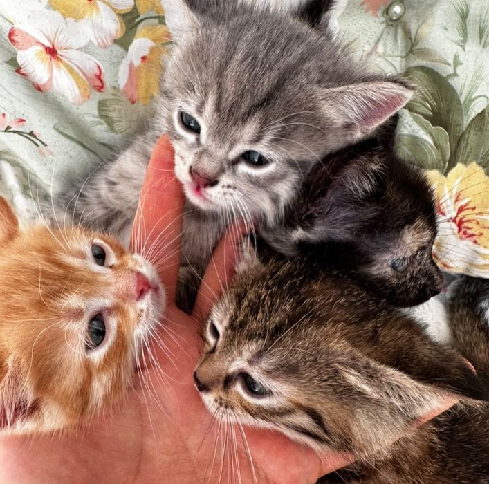 Котята (все девочки)