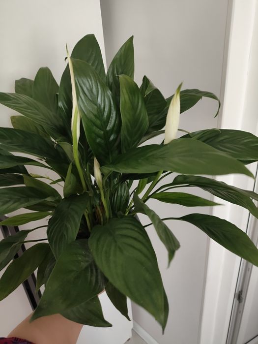 Женская счастье пышная крупная