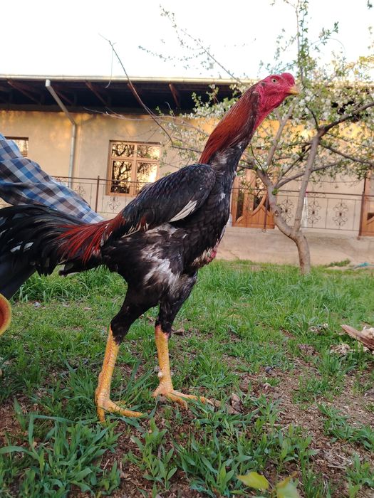 Дакан хороз сотилади