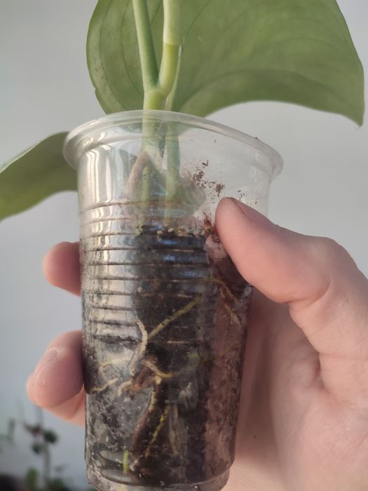 Сциндапсус экзотика