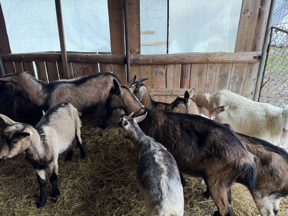 Vand 2 capre si 4 iedute