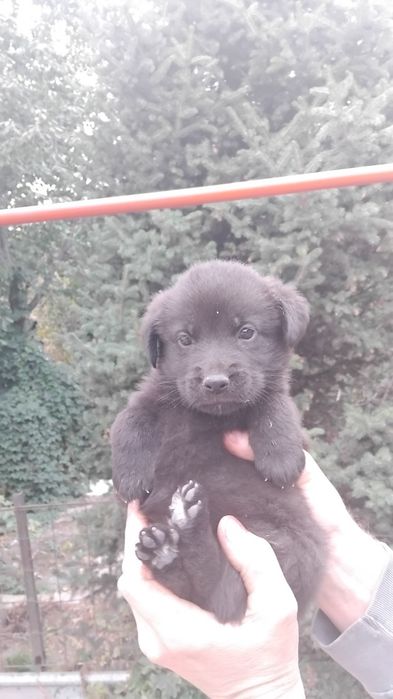 Отдадим собак в хорошие руки