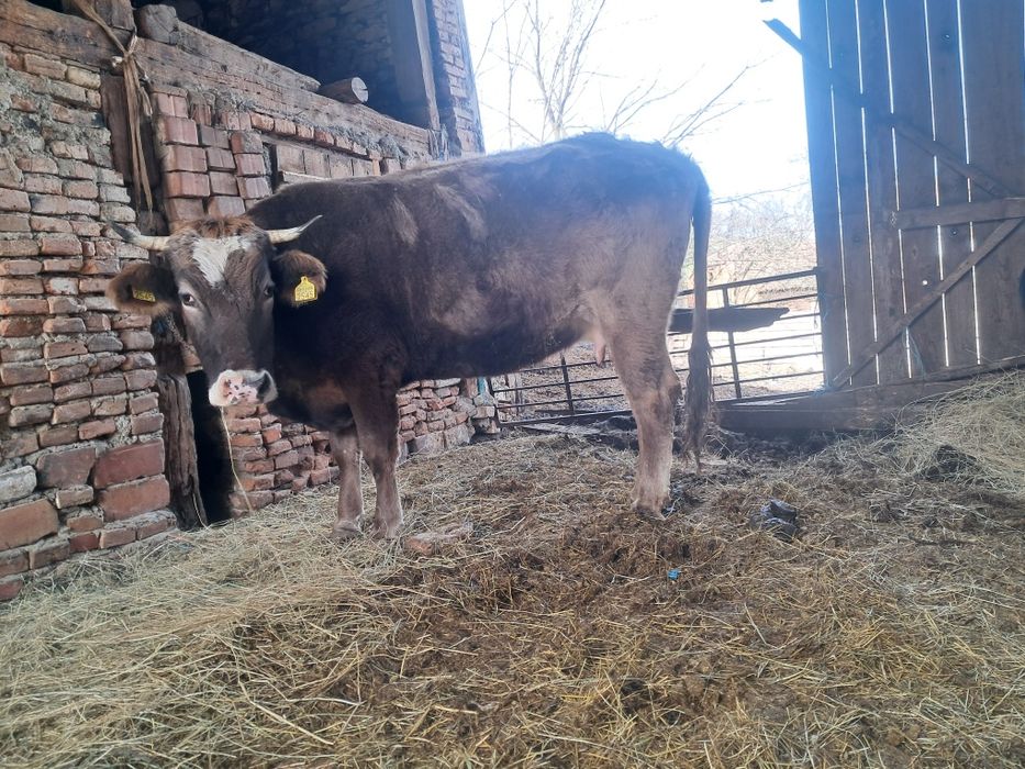 Vând juninca de 3 anii gestanta an 8 lunii .vitea de 2 lunii