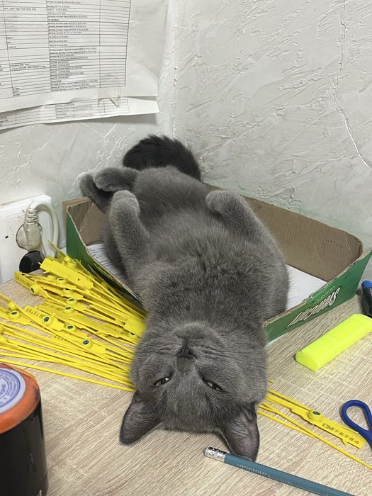 Отдам кошку в добрые руки