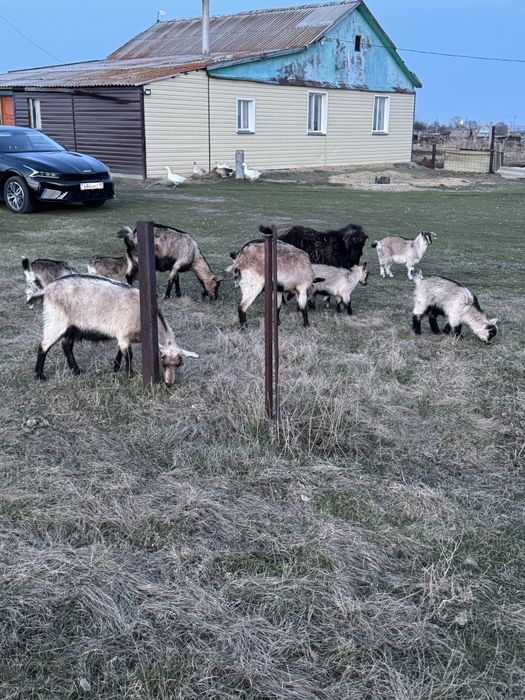 Козы, козлята приученные альпийские