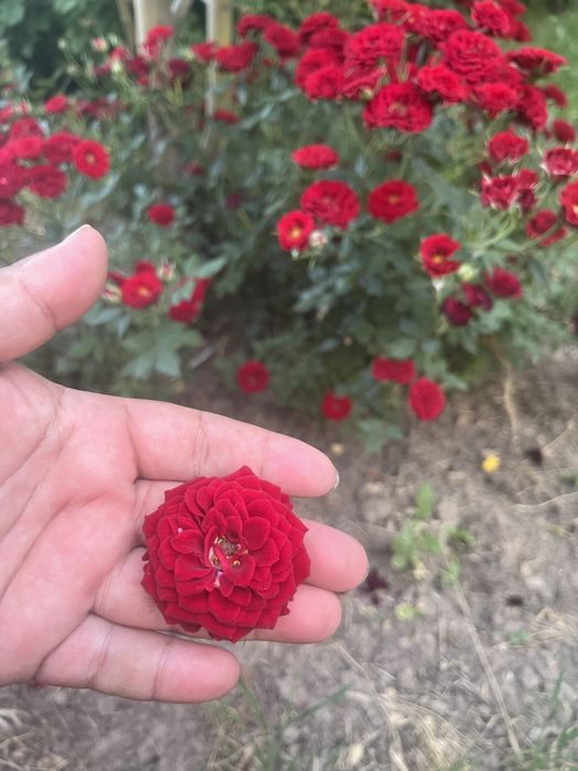 Продам саженцы роз