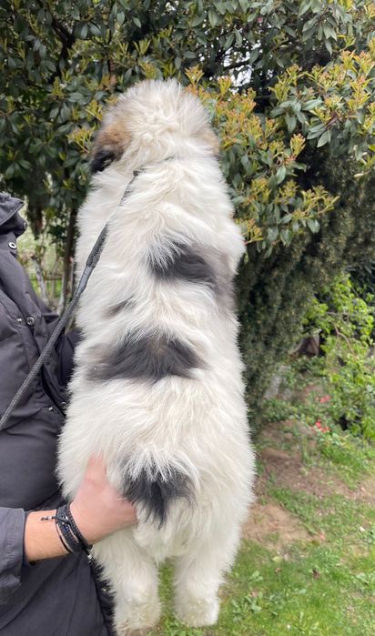 Ciobănesc Românesc  Mioritic