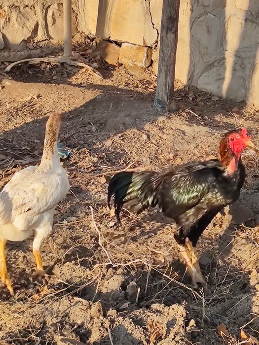 Куланги (Дакан) хўроз ва 5та товуқ сотилади зоти тоза 1ёш 6 ойлик