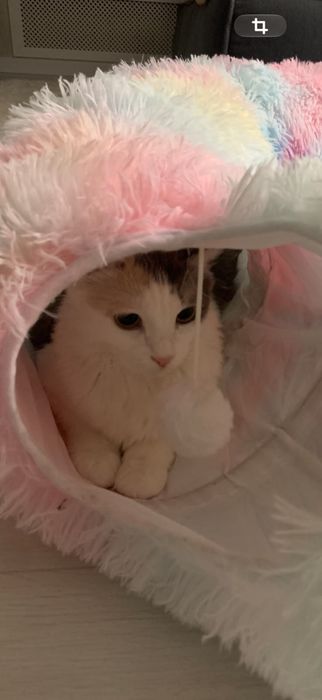 Отдадим кошку в хорошие руки