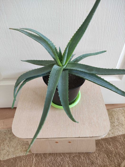 Алоэ против простуды 2000