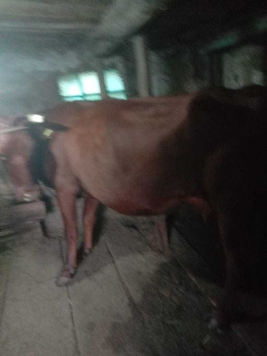 Продам молочную корову.