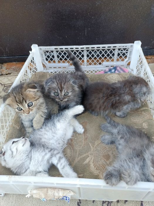 Котята отдам в добрые руки