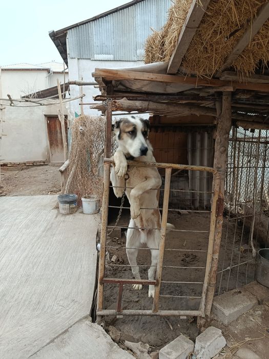 Алабай сотилади х