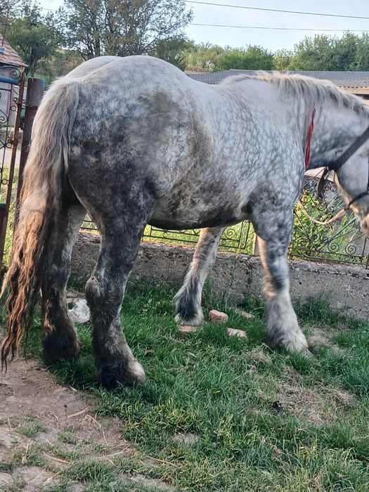 Vand O Manza de 4 ani cu acte in regula