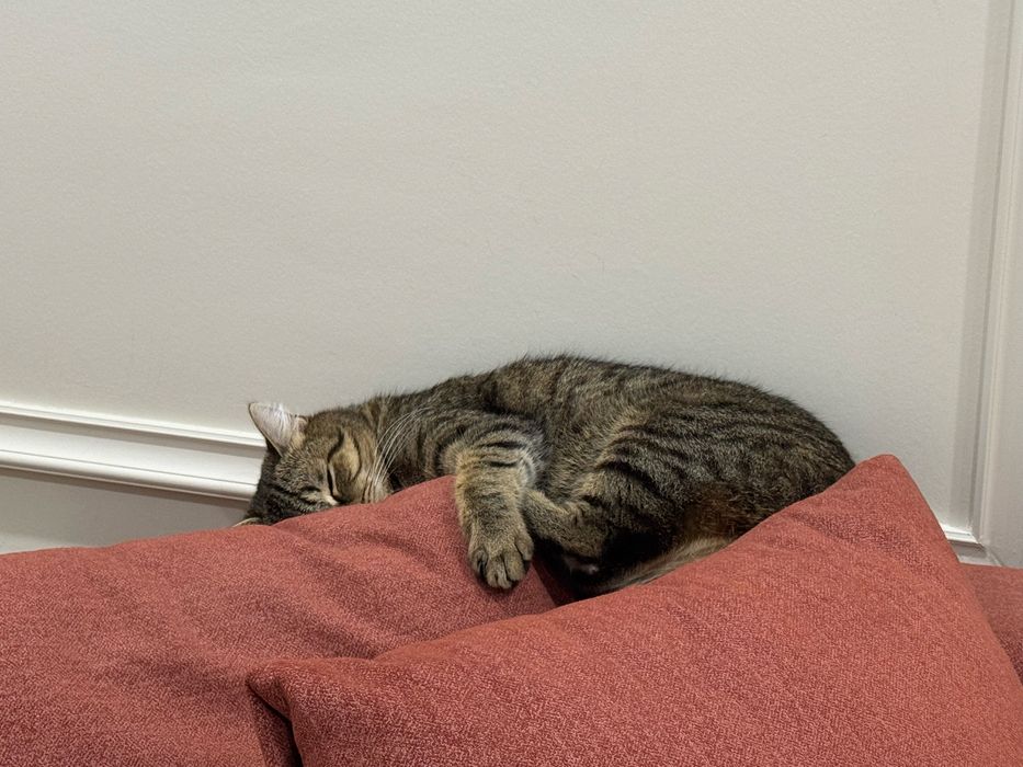 Кот Тимо, 2 года