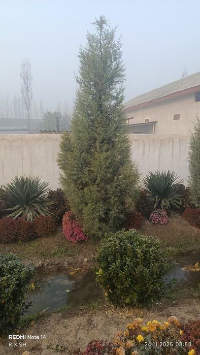 Arizoniniski keparis archa 7 yoshlik арезонский кепари арча 7 йошлик