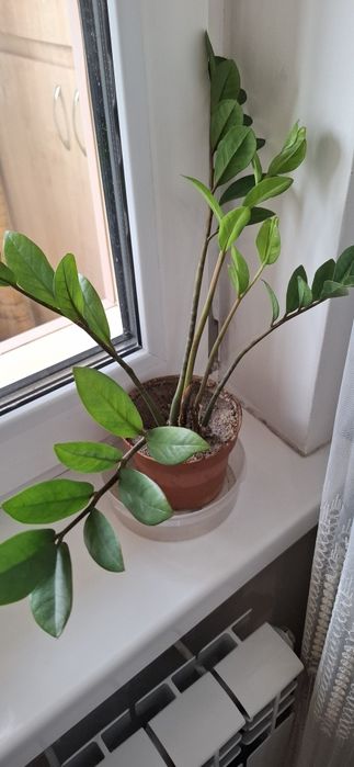 Продам цветы доллар