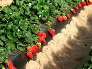 Stolonii de capsuni FRIGO pot fi plantati pana in luna august!