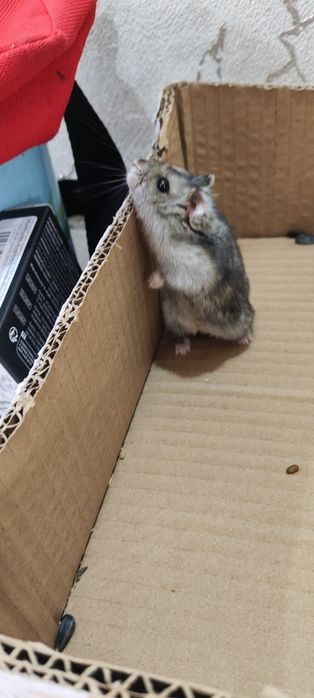 Продам хомяк хороши мама и сын