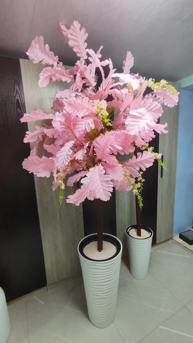 Суней дарахтлар оптом