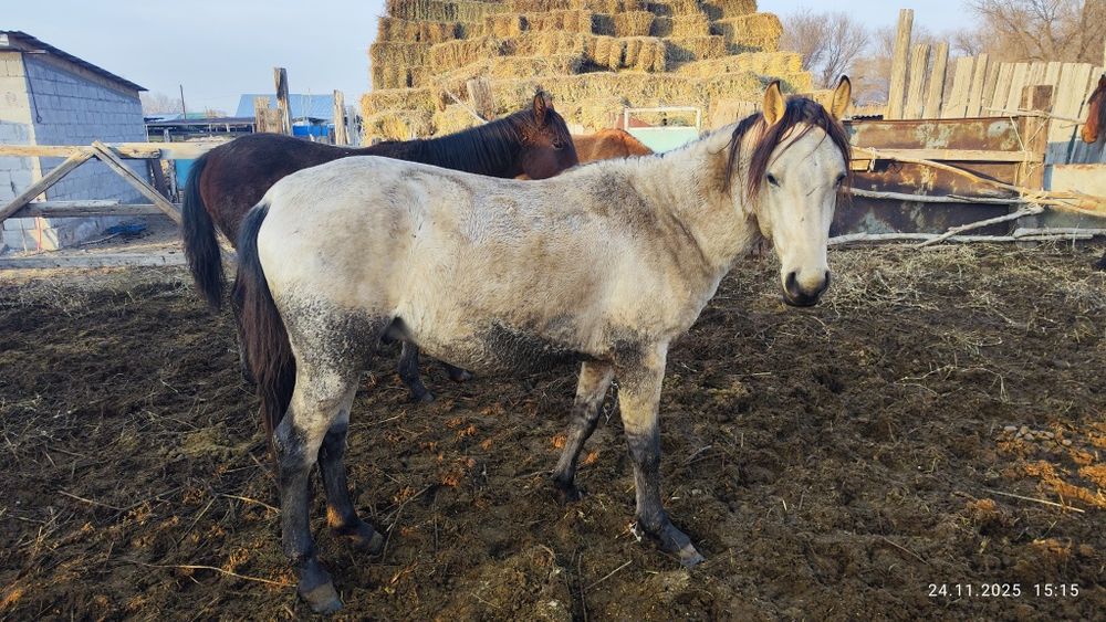 Соғым сатылады 2 бас, семыз жылқы