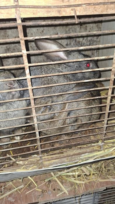 Кролики  молодые только самки