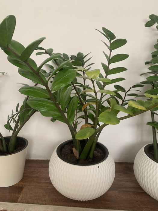 Комнатные цветы фикус замиокулькас