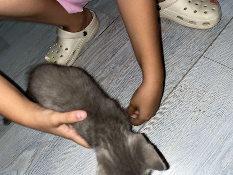 Раздаю котят в добрые руки