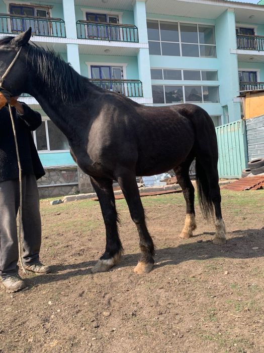 Жеребец в косяк