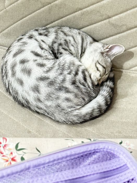 Скоттиш страйт девочка 4,5 месяцев