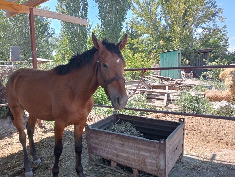 Таза қанды жылқлар