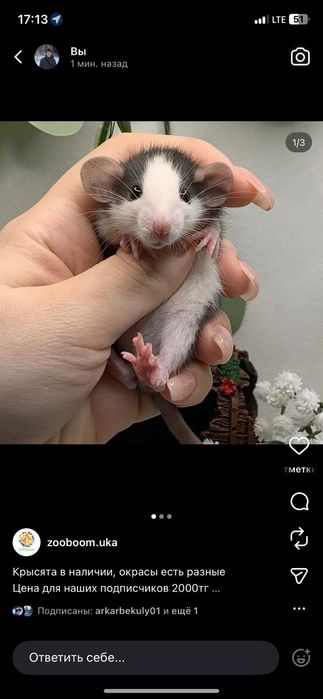 Волнистые попугаи