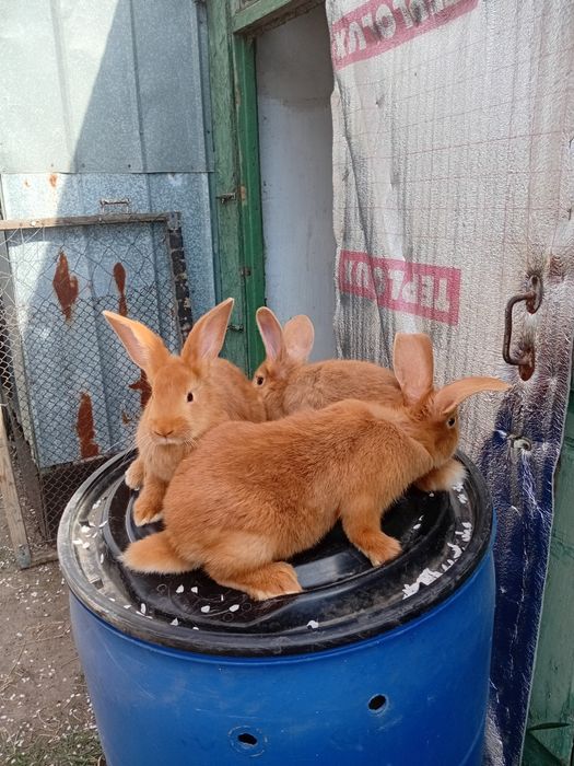 Продам кроликов породы НПВ