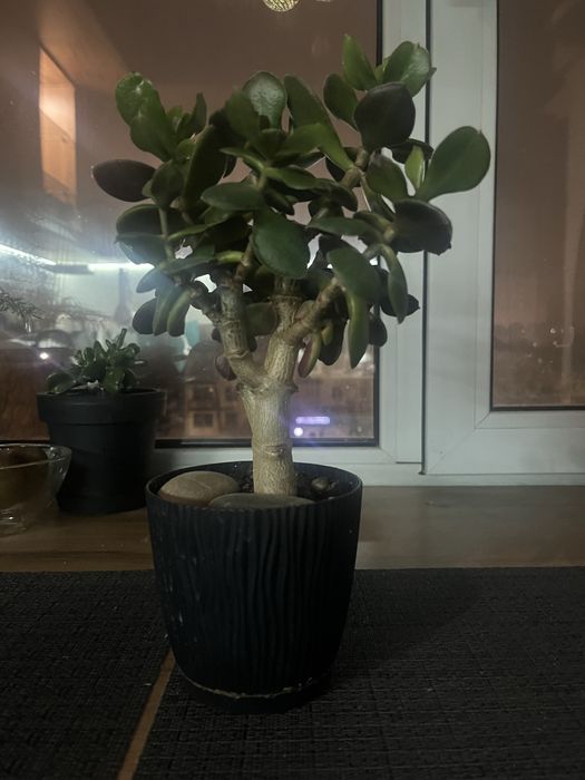 Толстянка. Комнатное растение.